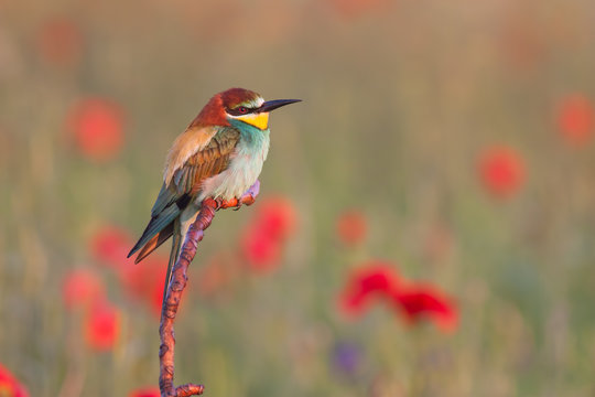 European bee-eater, merops apiaster, perched near poppy flowers. Wild bird in natural environment. Colorful wilderness scenery.