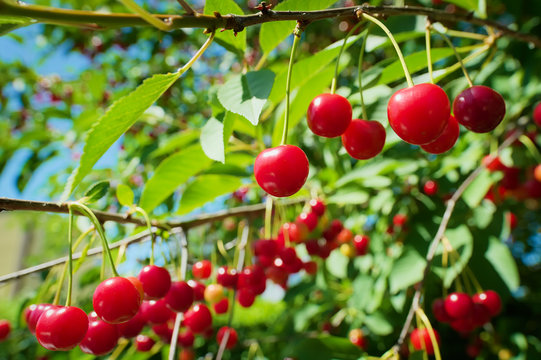 Red  sour or tart cherries growing on a cherry tree. Ripe Prunus cerasus fruits and green tree foliage.