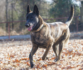 Dutch Shepherd or Belgian Malinois running, closeup
