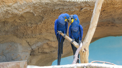 Two hyacinth macaws sitting on branch © oliviaelisa92