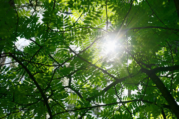Fototapeta premium Sun shining through green rowan leaves. Sorbus aucuparia tree foliage. Pomerania, Poland.