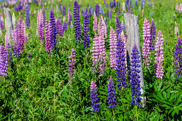 Lupins growing along a farm fence in rural Prince Edward Island, Canada. 