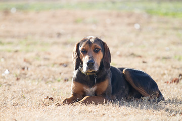 Hound dog portrait, laying down looking at viewer