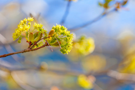 Maple flowers emerging in the spring against a blue sky.