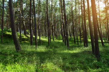 Morning in a pine forest. Evergreen pinewood with Scots or Scotch pine Pinus sylvestris trees in Pomerania, Poland.