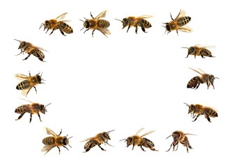 bee or honeybee isolated on the white background