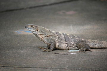 Grey iguana enjoying sun of Costa Rica