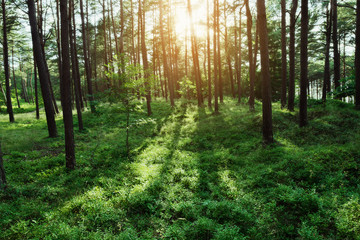 Pine forest at sunrise. Evergreen pinewood with Scots or Scotch pine Pinus sylvestris trees backlit by the sun and green bilberry plants on the forest floor in Pomerania, Poland. - obrazy, fototapety, plakaty