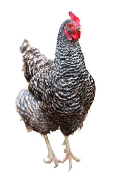 Beautiful chicken hen isolated on white background.