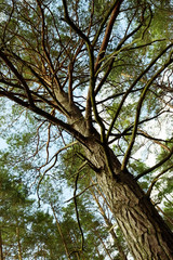 Scots or Scotch pine tree bottom up view. Tall Pinus sylvestris tree growing in evergreen coniferous forest. Pomerania, Poland.