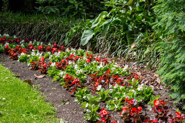 A park garden in Christchurch, New Zealand, featuring red and white bedding begonias