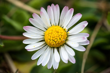 Fototapeta premium Daisy from above