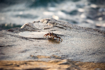 The crab on the rock