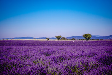 Fototapeta premium Champ de Lavende à Valensole, Aix-en-Provence, France