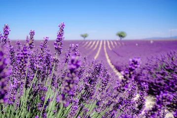 Foto op Plexiglas Lavendelveld in Valensole, Aix-en-Provence, Frankrijk © HIEUVO