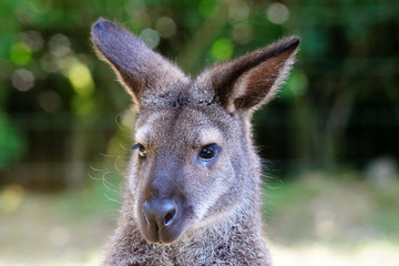 tête d'un Grand Kangourou Roux