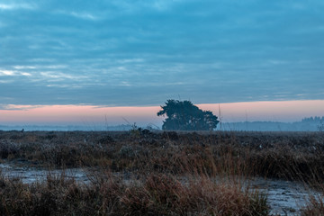 sunrise in national park regte heide - lonely tree