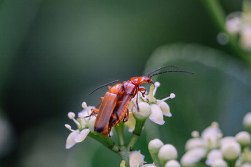 Copulation