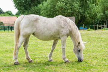 Obraz na płótnie Canvas Grown white horse eats grass on the farm.