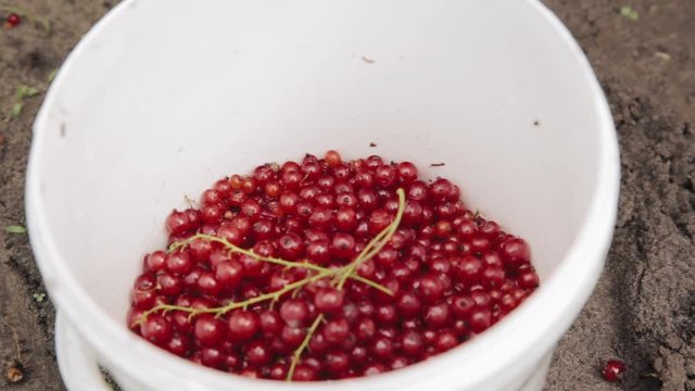 Woman Drops A Redcurrant Red Currant Berries In A Bucket During Gathering Of Berries. Picking Berries In Fruit Garden. Summer Harvest Concept. Close Up
