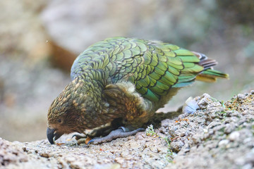 Kea alpine parrot (Nestor notabilis)