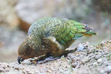 Kea alpine parrot (Nestor notabilis)