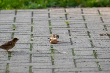 sparrows and a piece of bread