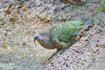 Kea alpine parrot (Nestor notabilis)