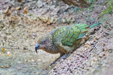 Kea alpine parrot (Nestor notabilis)