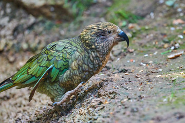 Kea alpine parrot (Nestor notabilis)