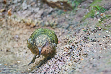 Kea alpine parrot (Nestor notabilis)