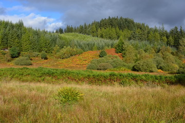 Fototapeta premium Beautiful forest landscape at Dukes Pass, Loch Lomond and The Trossachs National Park, Scotland