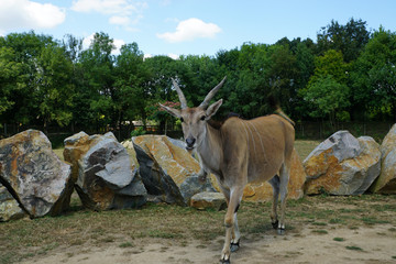 Eland commun