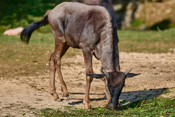 Common wildebeest(Connochaetes taurinus)