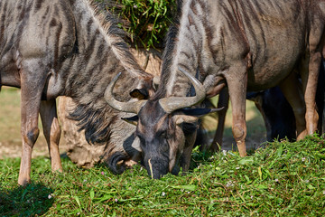 Fototapeta premium Common wildebeest(Connochaetes taurinus)