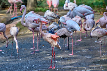 Chilean flamingo (Phoenicopterus chilensis)
