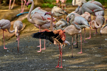 Chilean flamingo (Phoenicopterus chilensis)
