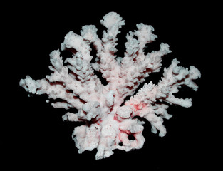 White Coral Piece Close Up on White Background