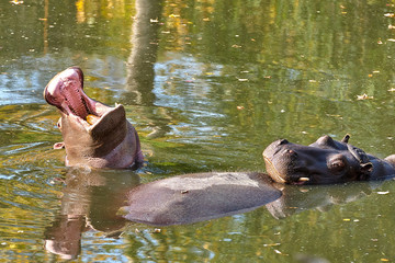 Fototapeta premium Hippopotamus (Hippopotamus amphibius) in the water