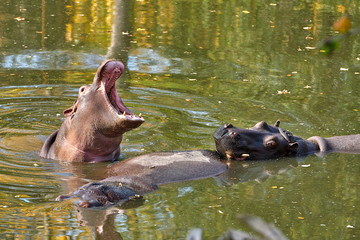 Fototapeta premium Hippopotamus (Hippopotamus amphibius) in the water