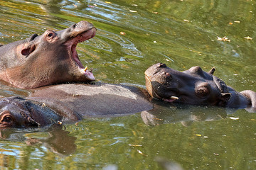 Hippopotamus (Hippopotamus amphibius) in the water