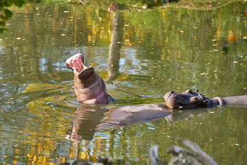 Hippopotamus (Hippopotamus amphibius) in the water