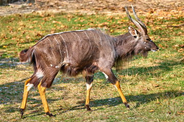 Nowland nyala(Tragelaphus angasii)