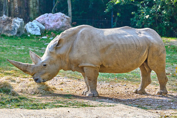 Fototapeta premium A white rhinoceros (Ceratotherium simum)