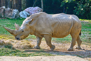 A white rhinoceros (Ceratotherium simum)