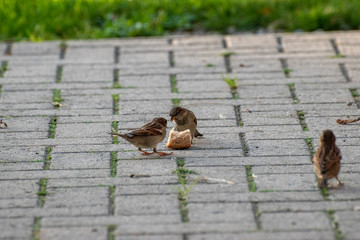 sparrows and a piece of bread