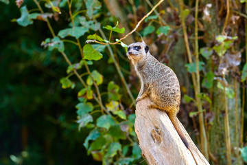 Meerkat, suricate (Suricata suricatta)