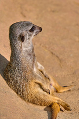 Meerkat, suricate (Suricata suricatta)