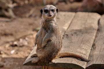 Fototapeta premium Meerkat, suricate (Suricata suricatta)