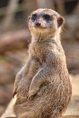 Fototapeta premium Meerkat, suricate (Suricata suricatta)